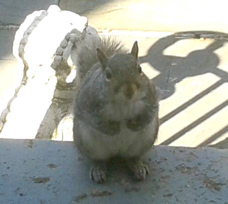 Peanut squirrel
