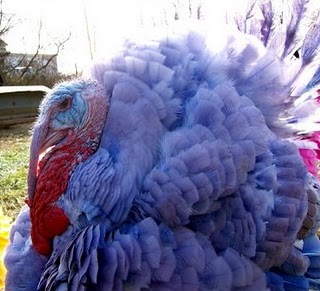 Purple turkey