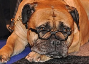 reddog