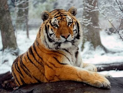 tiger13's avatar - siberian